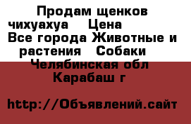 Продам щенков чихуахуа  › Цена ­ 10 000 - Все города Животные и растения » Собаки   . Челябинская обл.,Карабаш г.